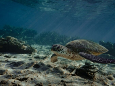 Ningaloo Reef