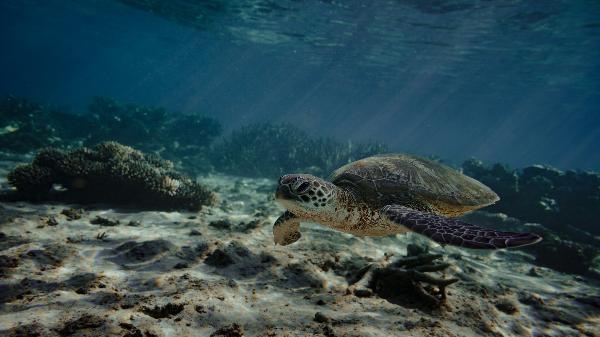 Ningaloo Reef