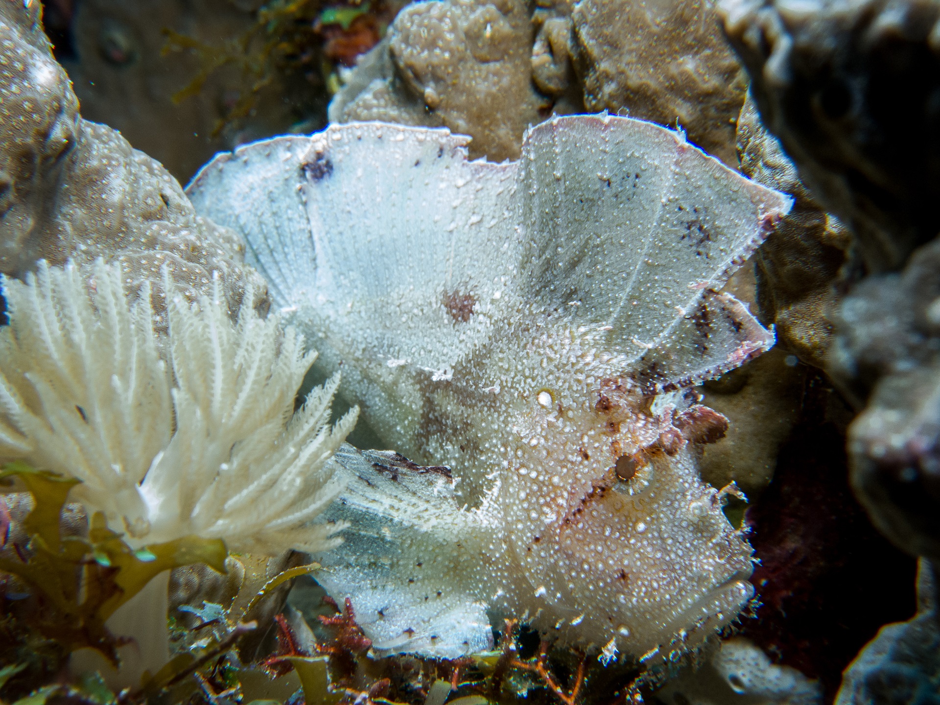 Pemba Island Unterwasser