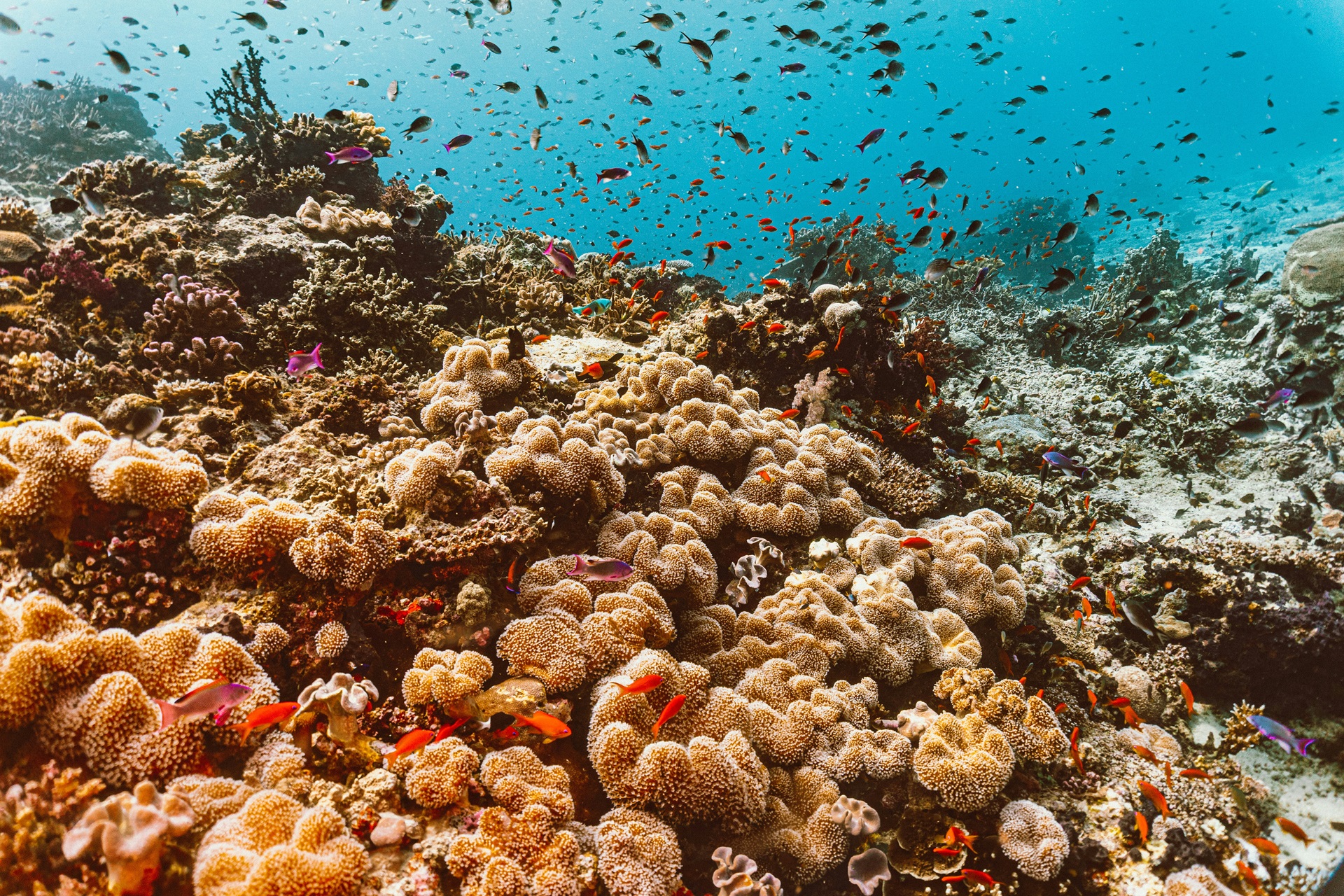 Taveuni Fidschi