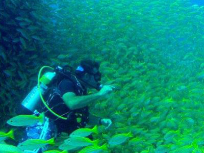 Trek Divers La Digue Fischschwarm