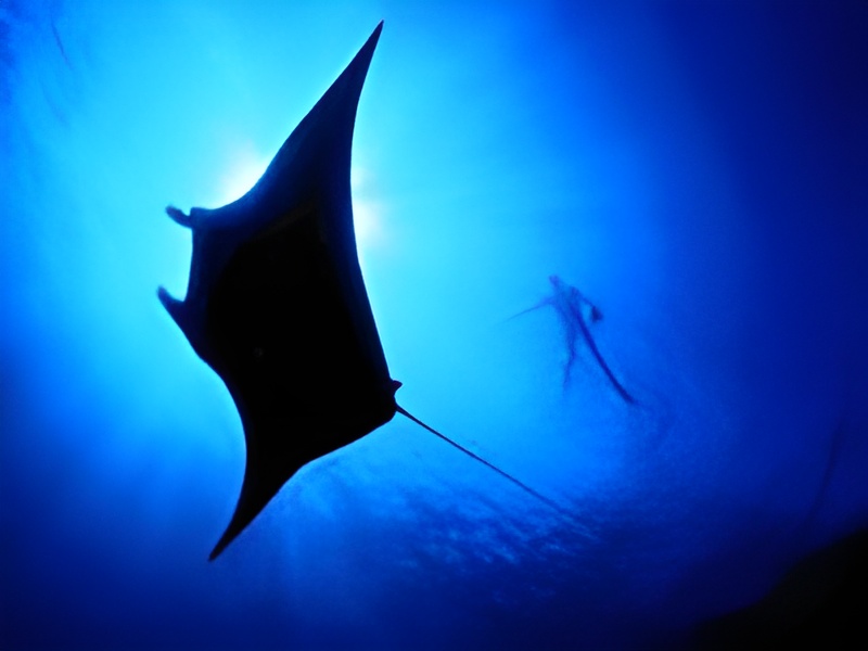 Trek Divers La Digue Manta