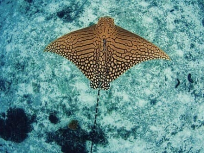 Trek Divers La Digue Rochen