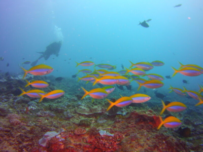 Watamu Unterwasser