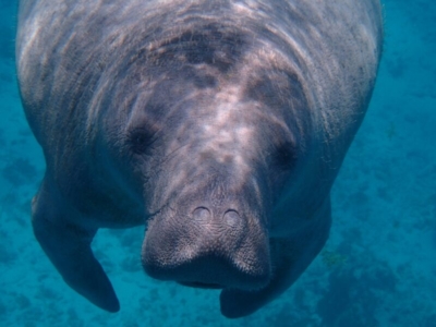 Dugong bei Caye Caulke Belize