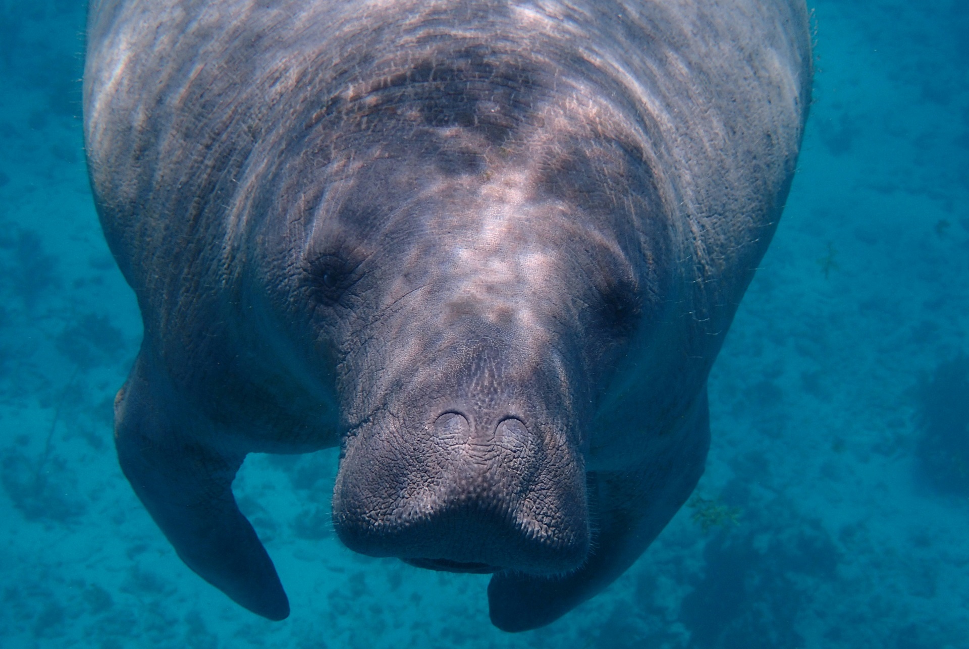 Dugong bei Caye Caulke Belize