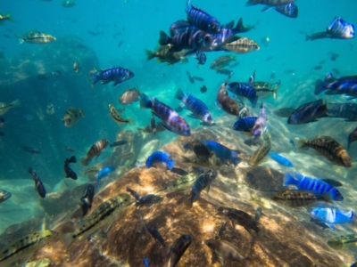 Lake Malawi Unterwasser