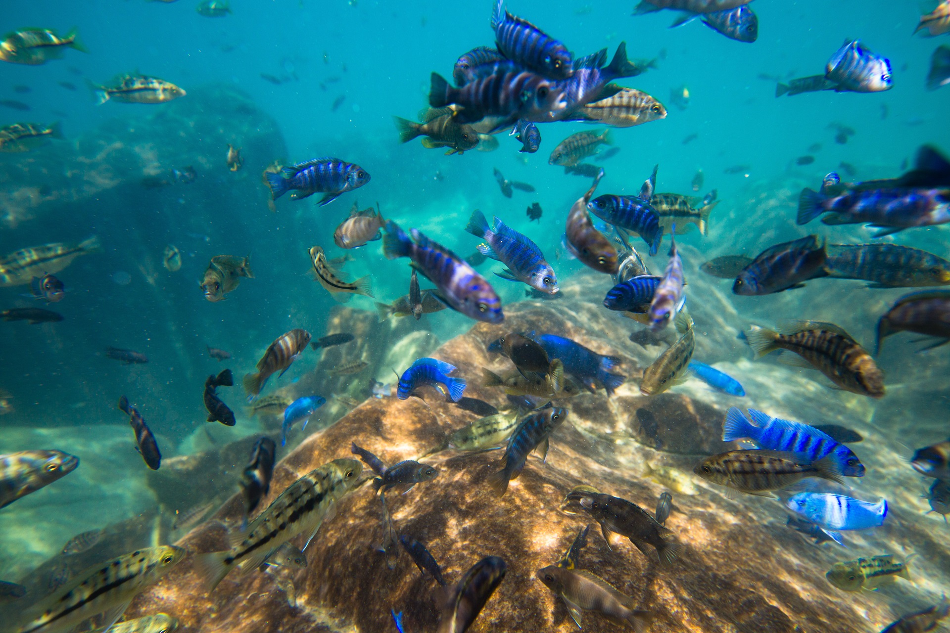 Lake Malawi Unterwasser