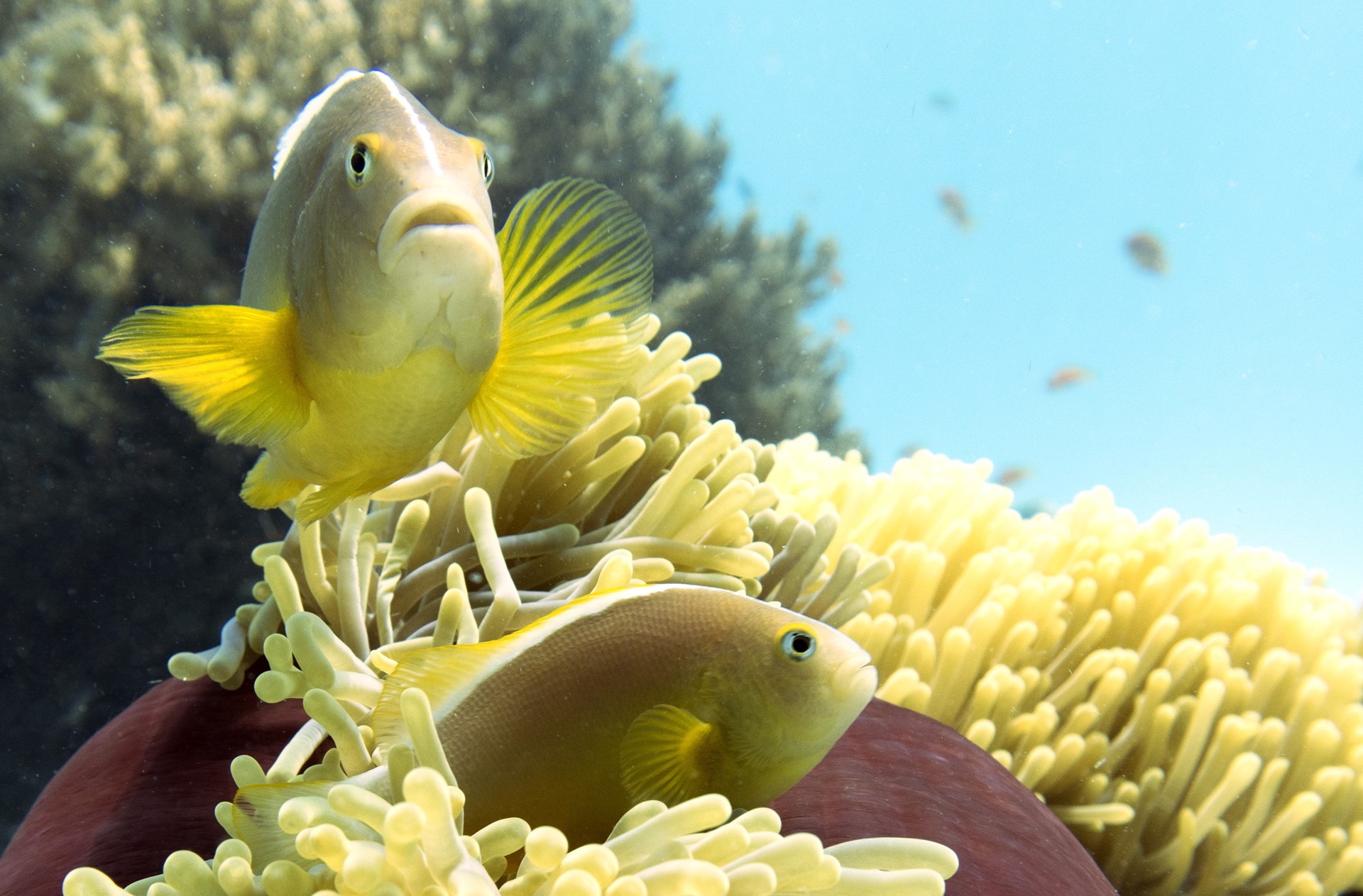 Mnemba Atoll Sansibar