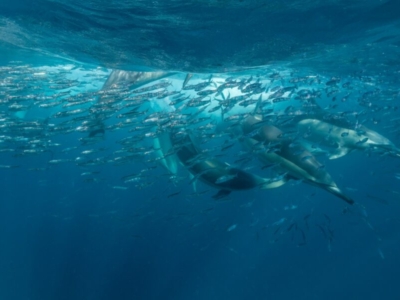 Sardine Run Südafrika