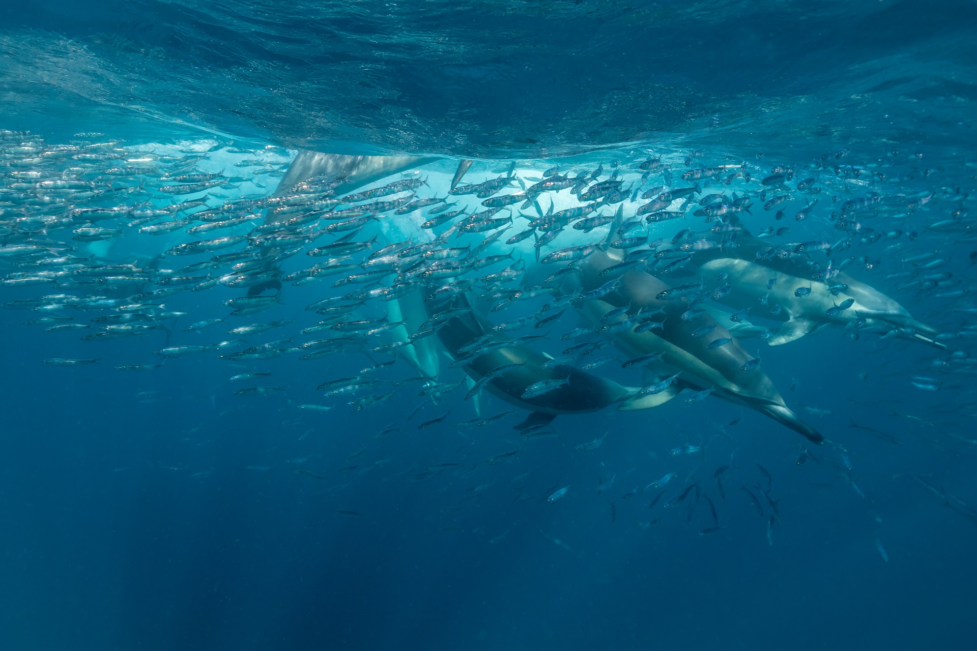 Sardine Run Südafrika