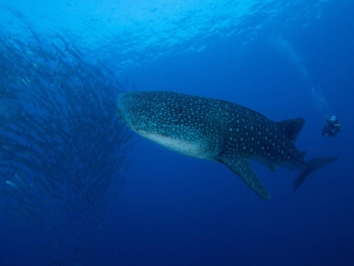 Tubbataha Riff Whaleshark