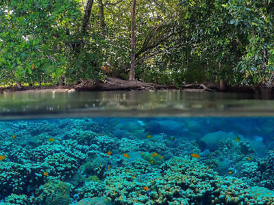 Uepi Island Divecenter bei Dive Tour buchen