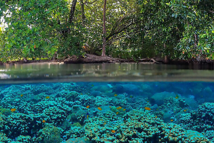 Uepi Island Divecenter bei Dive Tour buchen