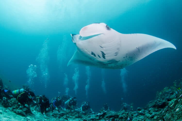 IDive Diamonds Athuruga Manta