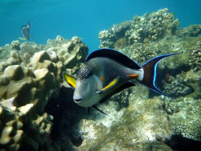 Soma Bay mit Dive Tour entdecken