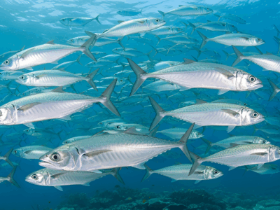 Gruppenreisen bei Dive-Tour buchen
