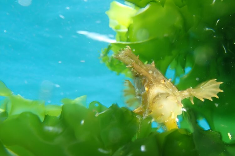 Dive Center Santiago Schaukelfisch