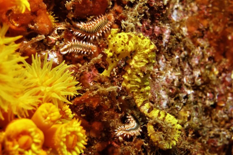 Dive Center Santiago Seepferdchen