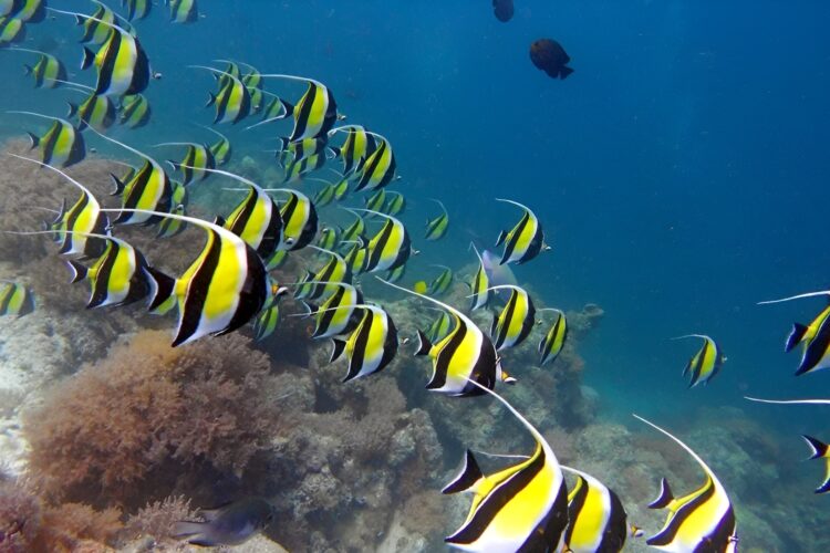 One Ocean Falterfische