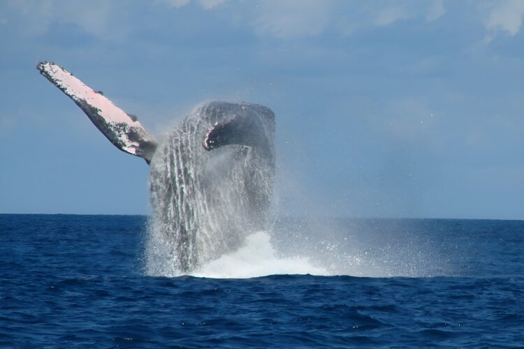 One Ocean Sansibar Buckelwal